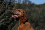 VIZSLA poil court 067